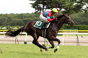 「2011JRAブリーズアップセール」取引馬
モンストール号【新潟2歳ステークス(GIII)優勝】