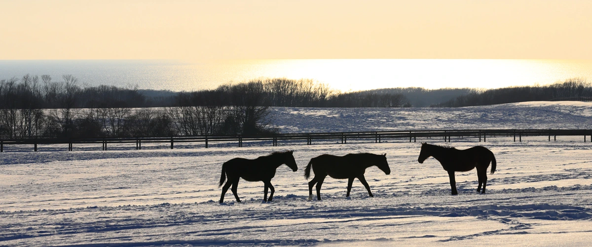 ���T�̒��ڃ��[�X