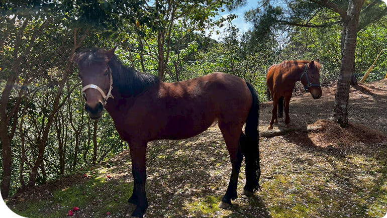 �ΏB�n����銈��