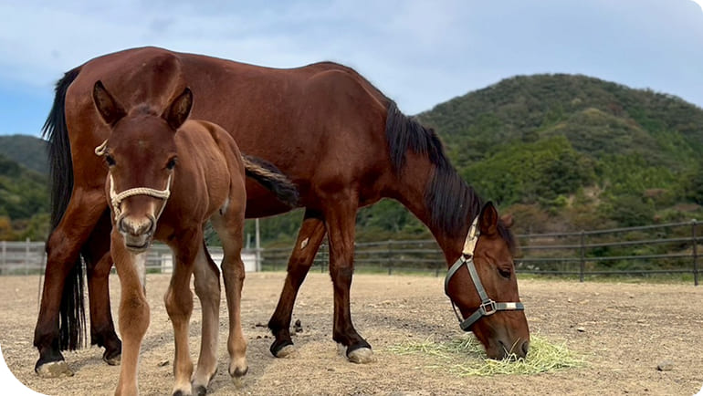 �ΏB�n�̐e�q