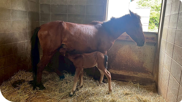 �Ő��̒���ւ��̌��̗l�q