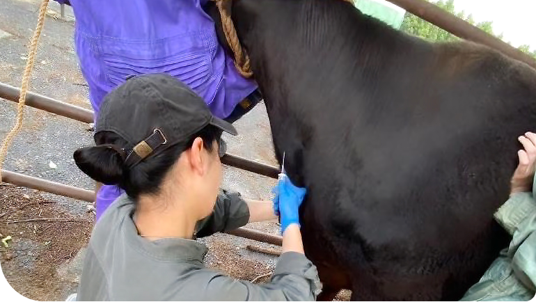 �]���̍̌��̗l�q