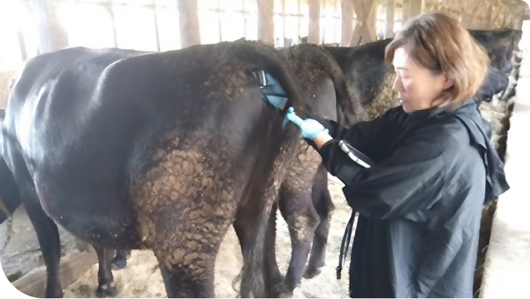 ����̌����ɂ�錌�t���̗͂l�q