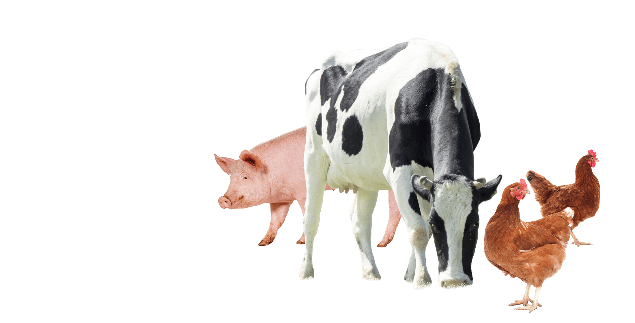 �ƒ{�̃C���[�W