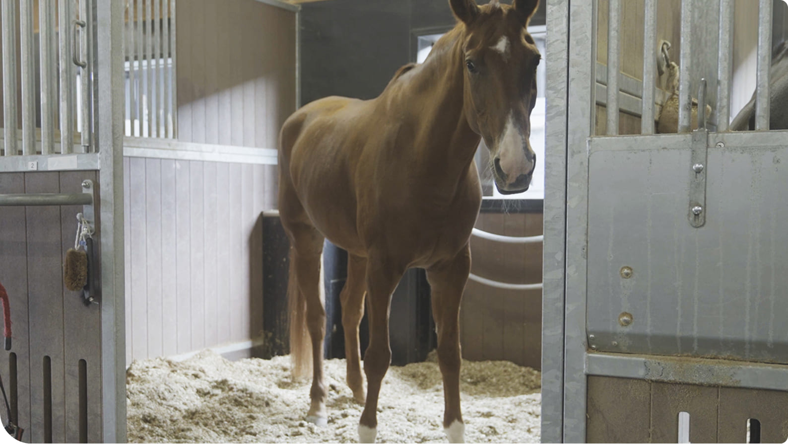 �n�[�~���̃C���[�W