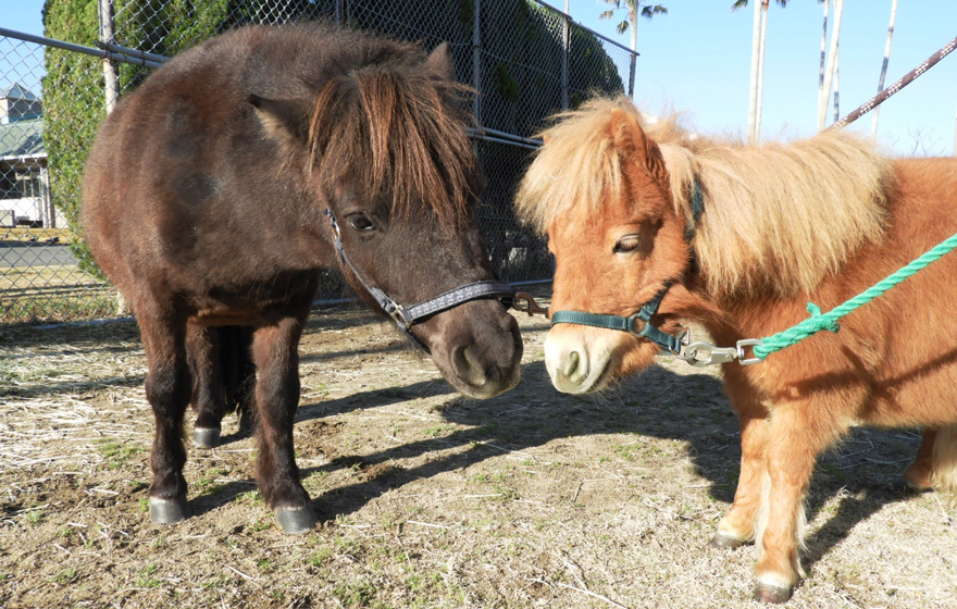 �|�j�[�̉摜