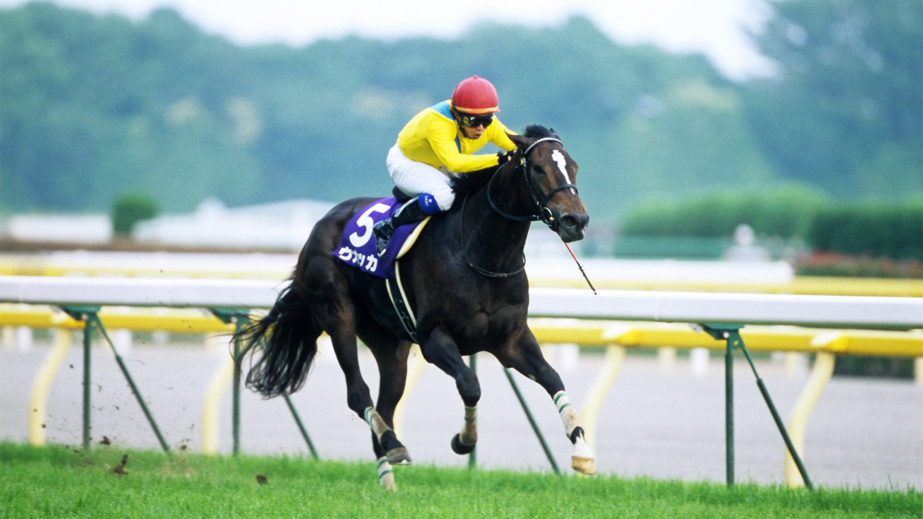 2008�N ���c�L�O