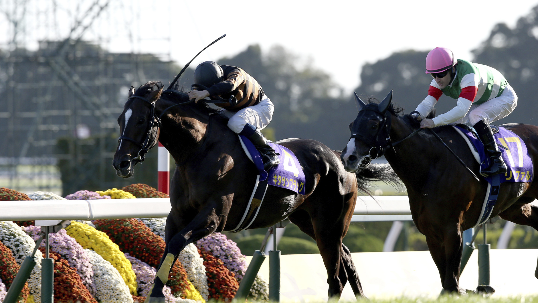 2015�N �e�ԏ�