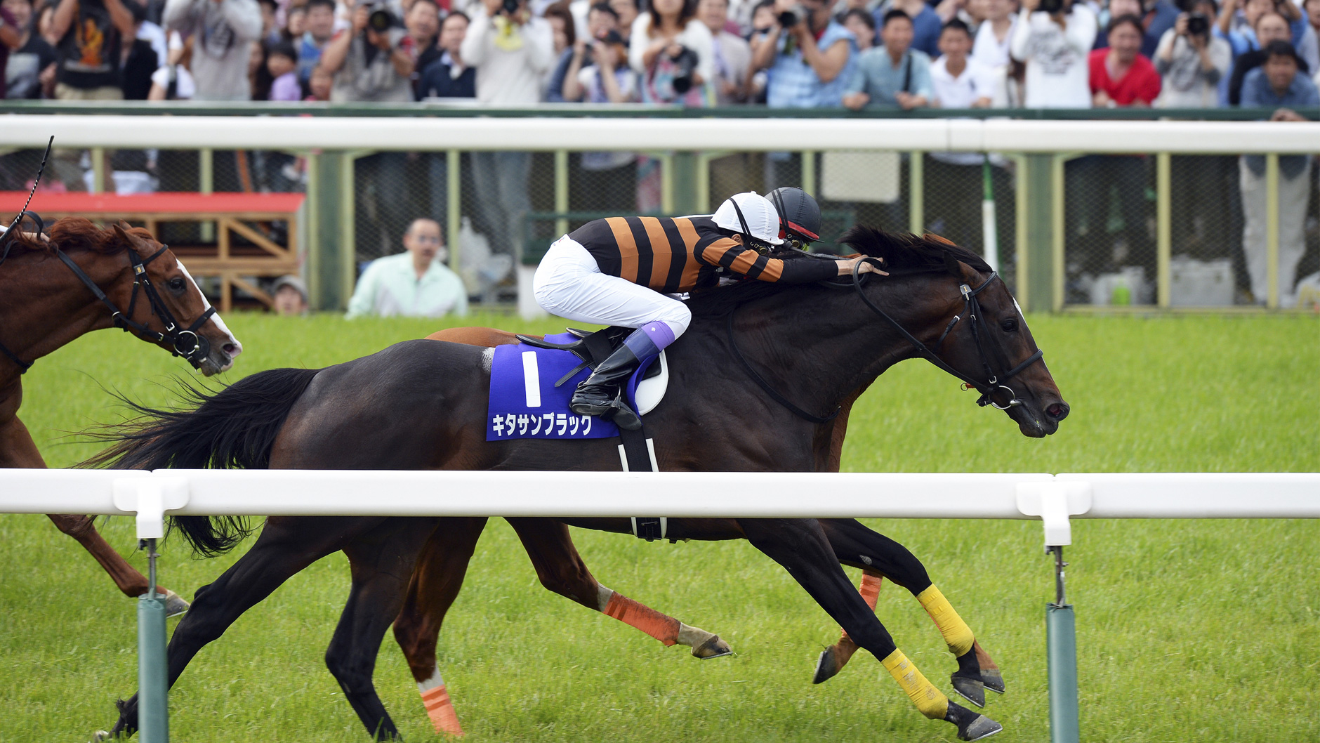 2016�N �V�c�܁i�t�j