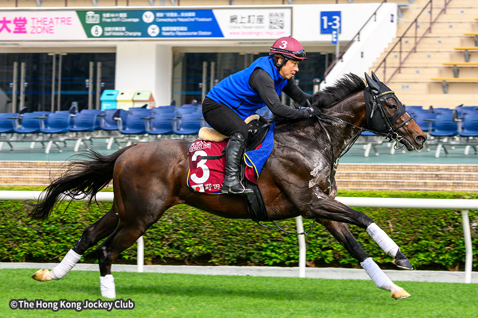 �_�m���}�b�L�����[�̉摜