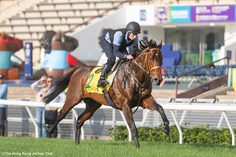 サトノレーヴの画像