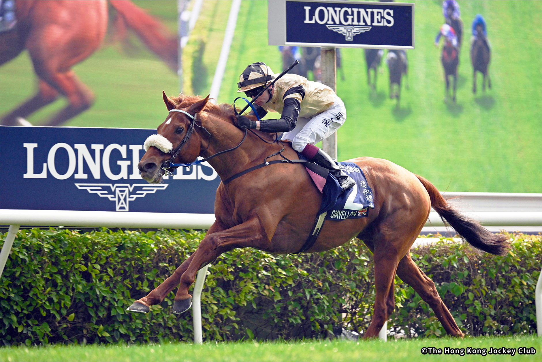 2024�N �D���n�F�W�A���F���b�g