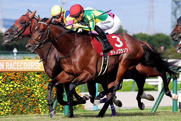 出走馬情報：菊花賞 今週の注目レース JRA