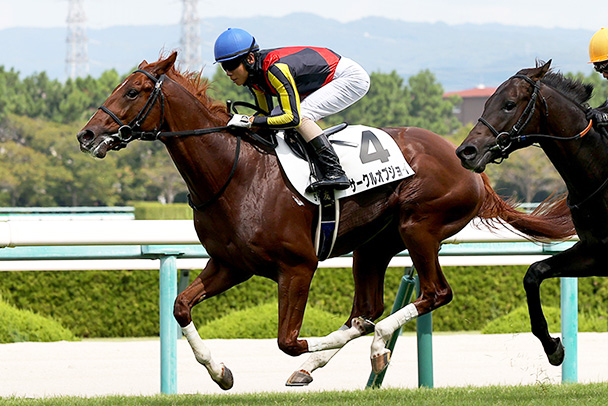 出走馬情報：東京スポーツ杯2歳ステークス 今週の注目レース JRA