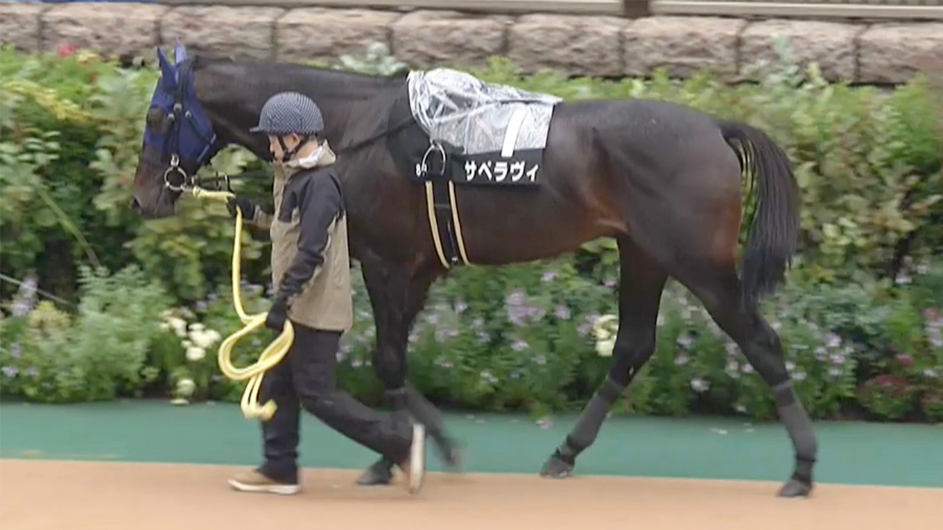 出走馬情報：小倉ジャンプステークス 今週の注目レース JRA