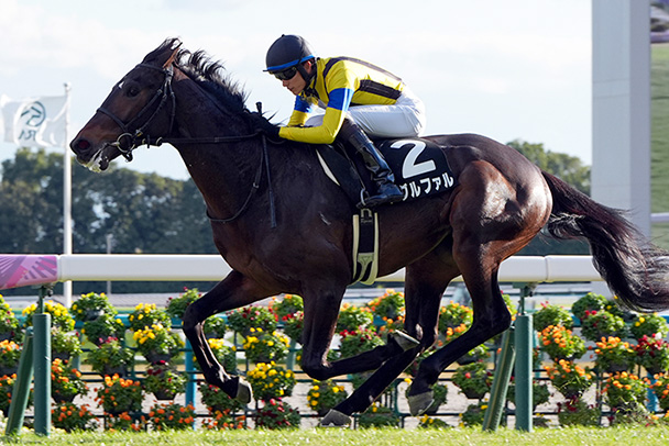 ◇ 競馬 JRA ◇ ディープインパクト ◇ ファイテン RAKUWAブレス ◇