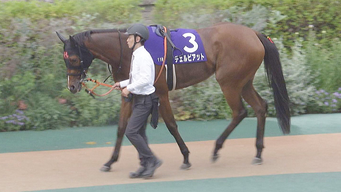 出走馬情報：関西テレビ放送賞ローズステークス 今週の注目レース JRA