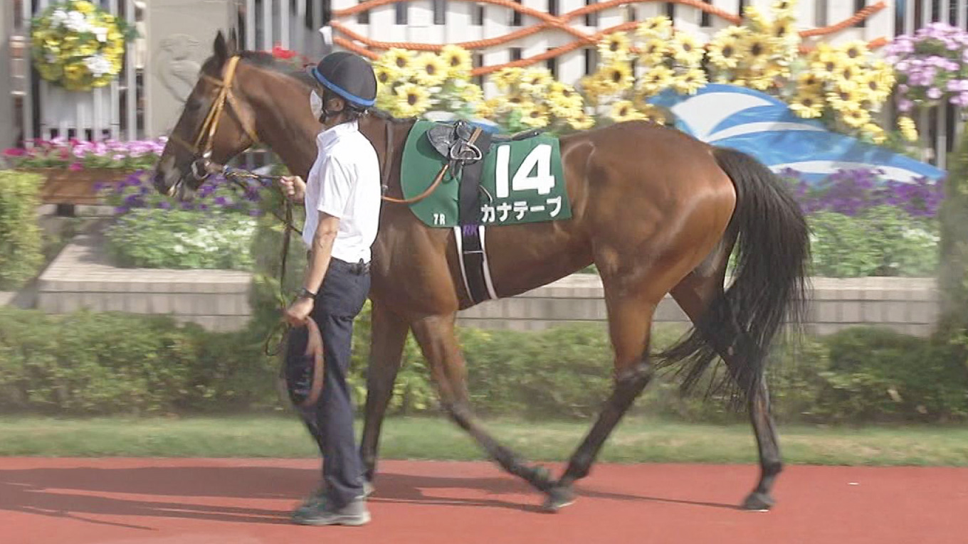 出走馬情報：アイルランドトロフィー 今週の注目レース JRA