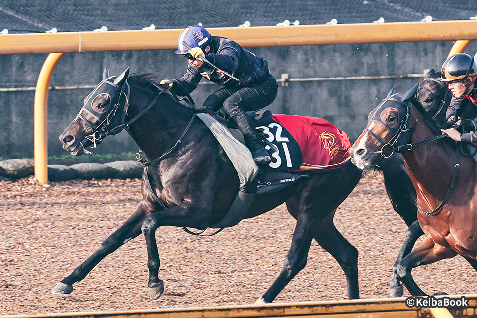 �T�K���}�[�^�̉摜