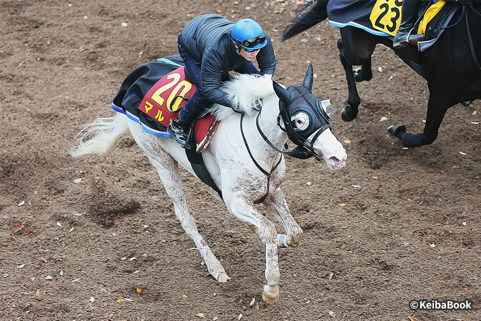 �}���K�̉摜