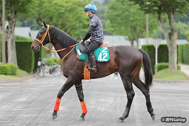 �P�C�A�C�g���m�̉摜