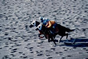 追い切りを行っている馬の写真