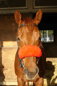 シャドーロールをつけている馬の写真