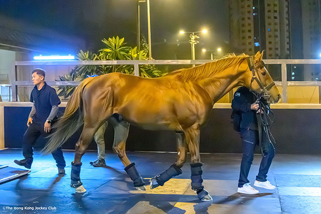 ウインカーネリアン