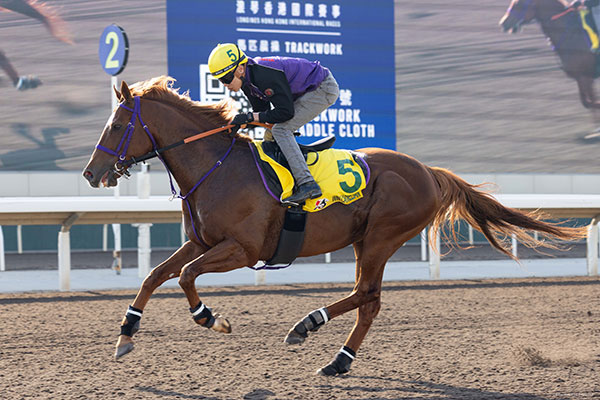 ウインカーネリアン