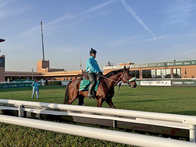 �T�����C�Y�W�p���O