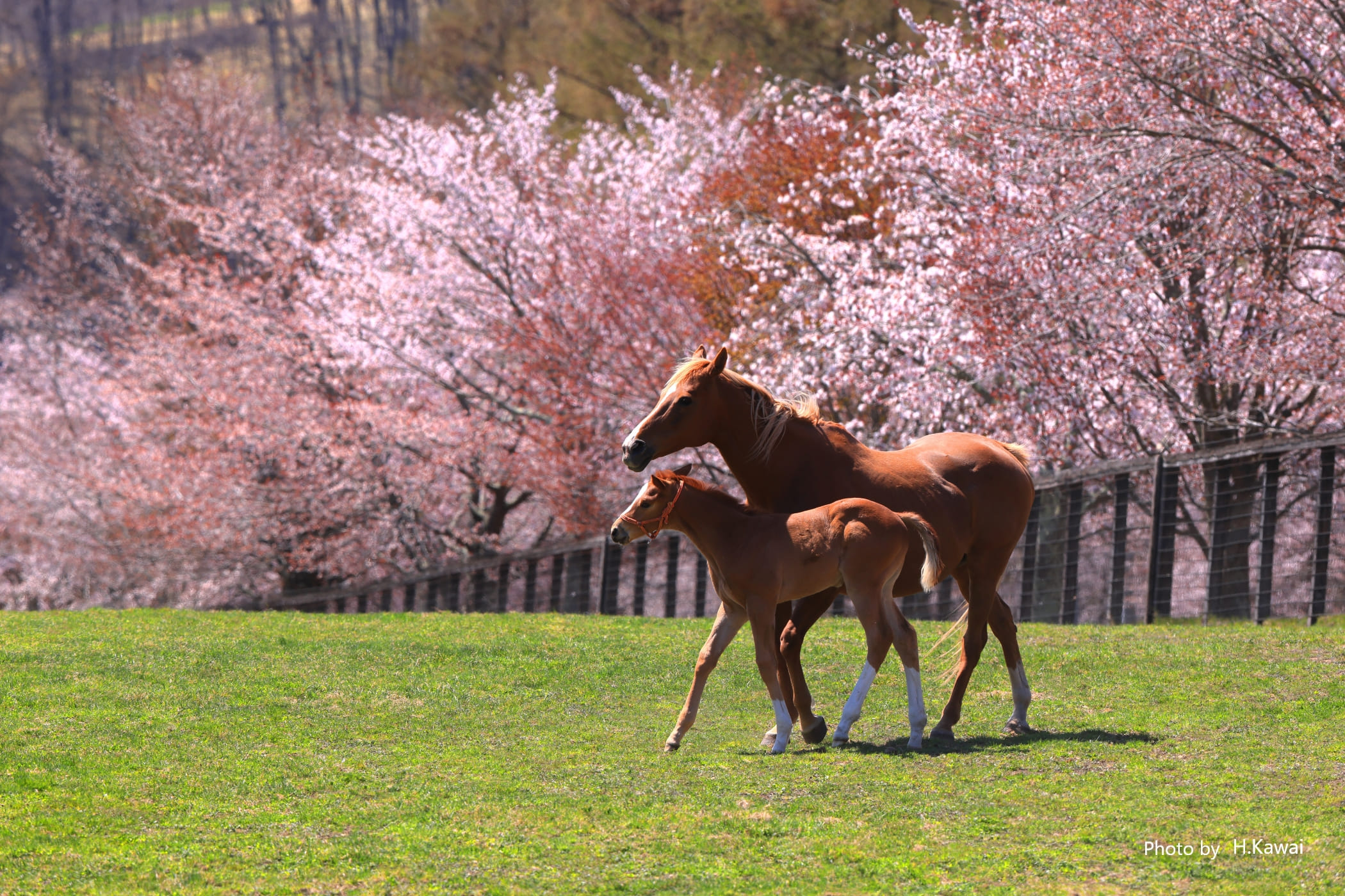 牧場写真館|サラブレッドがつなぐ夢（サラブレッドの一生紹介