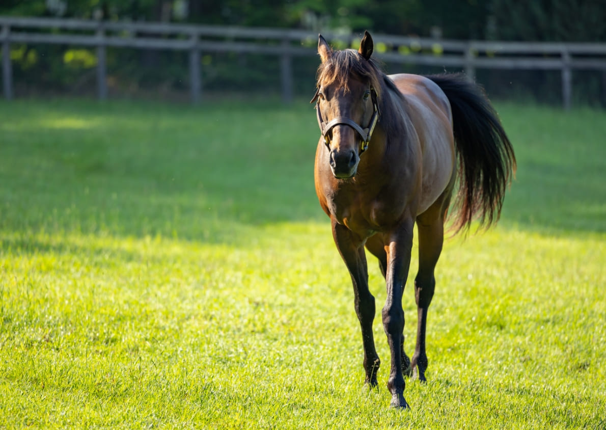 ロードカナロア＆アーモンドアイ|親仔年度代表馬の物語|サラブレッドが