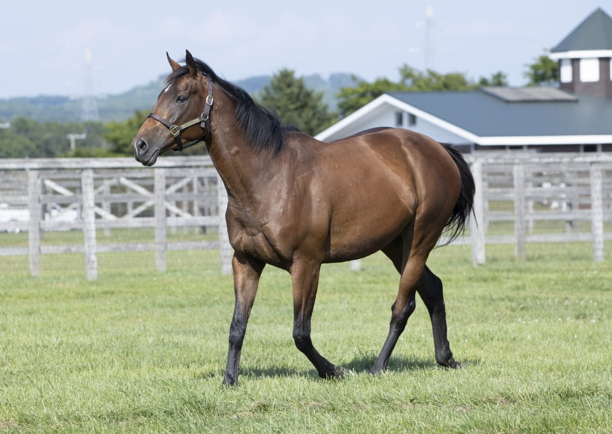 チャンプローーード ロードカナロア＆アーモンドアイ|親仔年度代表馬の物語|サラブレッドが