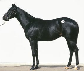 �V���K�[�_�f�B�K�[���̂O�S