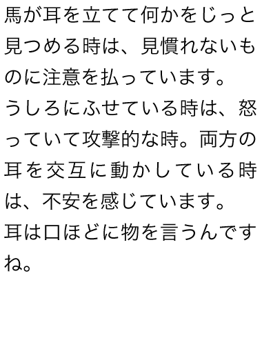 馬が耳を立てて何かをじっと見つめる時は、見慣れないものに注意を払っています。うしろにふせている時は、怒っていて攻撃的な時。両方の耳を交互に動かしている時は、不安を感じています。耳は口ほどに物を言うんですね。